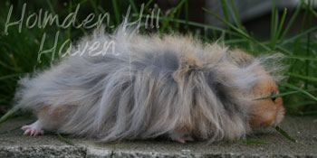 RC- Golden Umbrous Longhaired
